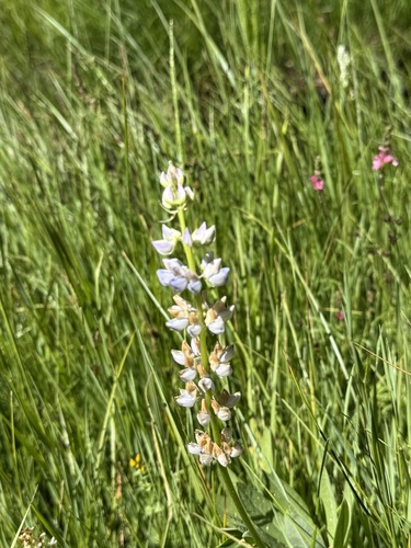 iNaturalist observation photo of Burke's Lupine