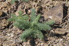Seseli dichotomum