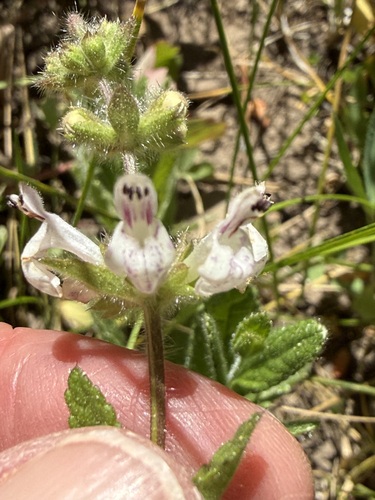 iNaturalist observation photo of Rough Hedgenettle