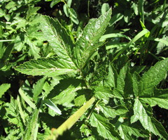 Filipendula stepposa