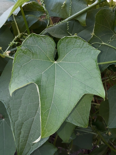 Sicyos edulis