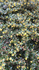 Berberis verruculosa
