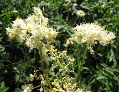 Filipendula stepposa