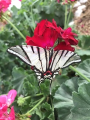 Protographium epidaus epidaus