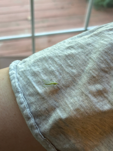 iNaturalist observation photo of Chrysopa oculata