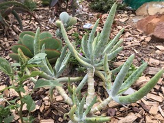 Cotyledon orbiculata dactylopsis