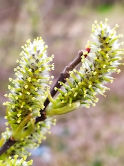 Salix