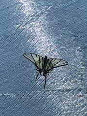 Protographium epidaus epidaus