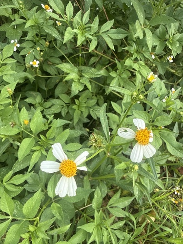 Bidens alba observed 2026-07-12