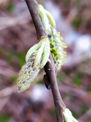 Salix