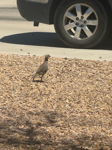 Chukar