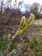 Salix