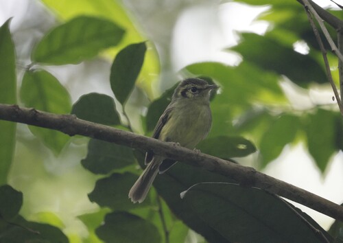 Sao Paulo Bristle Tyrant (Pogonotriccus paulista), photo 2