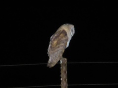 Tyto alba poensis