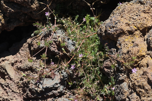 Erodium cicutarium observed 2026-06-30