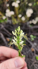 Lonicera subspicata, photograph author not stated, no rights reserved