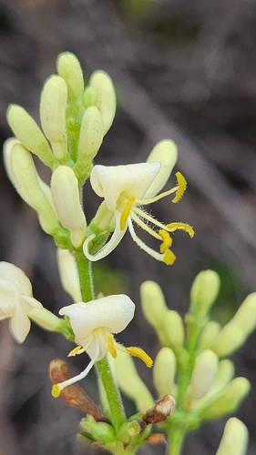 Lonicera subspicata, photograph 6