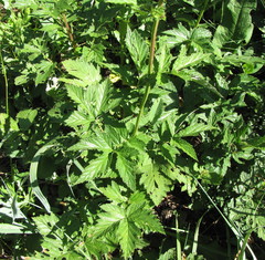 Filipendula stepposa