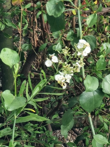 Convolvulus floridus, photograph 6