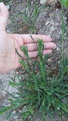 Sclerochloa dura