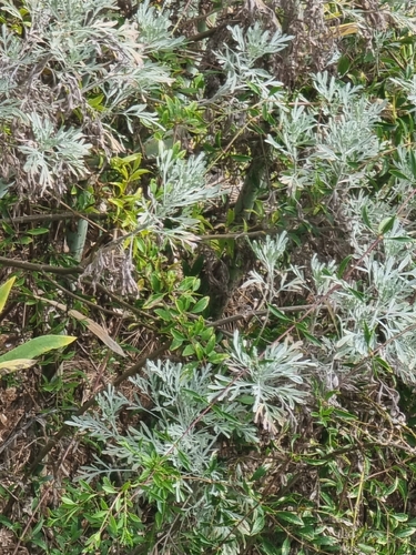 Artemisia thuscula, photograph 6