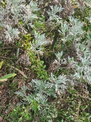 Artemisia thuscula, photograph (c) Vítor Jorge, some rights reserved (CC BY)