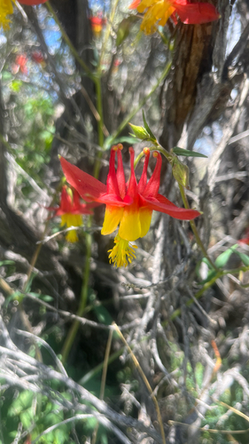 western columbine