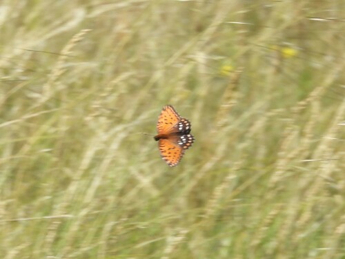 Regal Fritillary