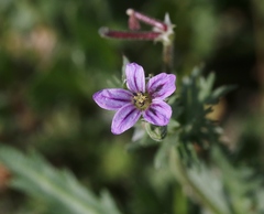 Erodium brachycarpum