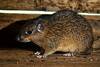 Ferreira's Spiny Tree Rat - Photo (c) AXEL ANTOINE - FEILL S., some rights reserved (CC BY-NC), uploaded by AXEL ANTOINE - FEILL S.