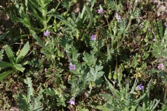 Erodium brachycarpum