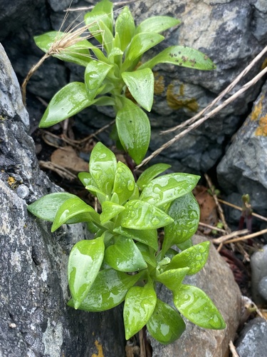 Alstroemeria pelegrina, photograph 5