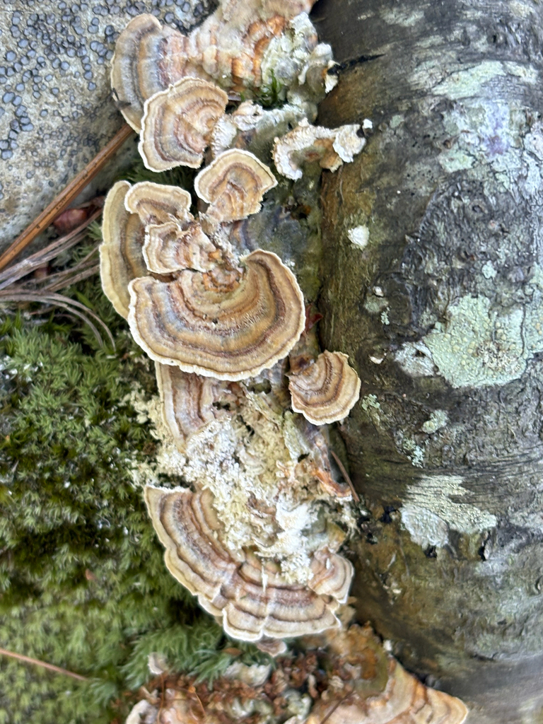 turkey-tail · July 2026 · photo: Photo: (c) delognut, some rights reserved (CC BY) · iNaturalist