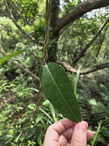 Cynanchum graphistemmatoides, 2026-07-12