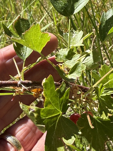 iNaturalist observation photo of white-stemmed gooseberry