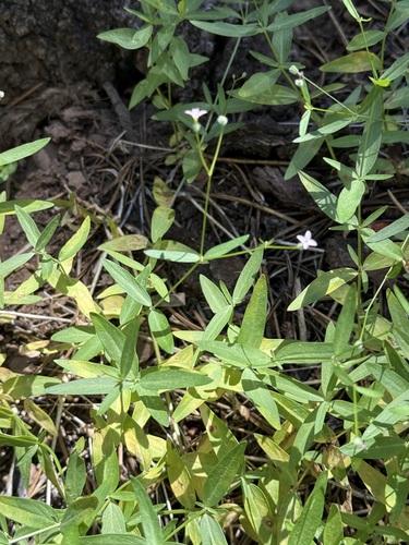 iNaturalist observation photo of milk kelloggia