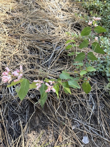 iNaturalist observation photo of spreading dogbane