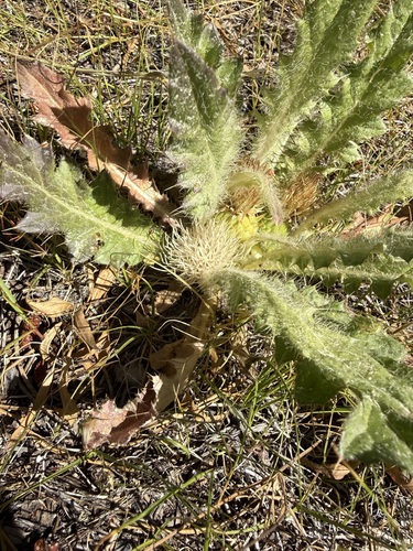 iNaturalist observation photo of Elk Thistle