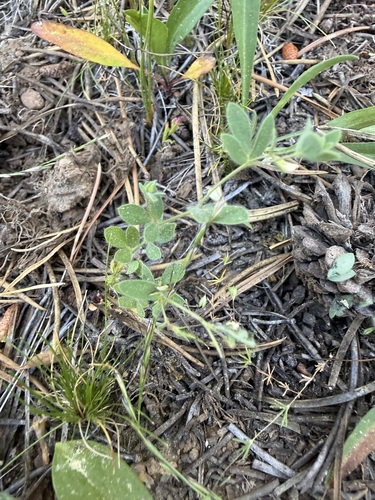 iNaturalist observation photo of Spanish clover