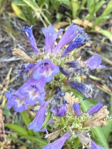 iNaturalist observation photo of Rydberg's Beardtongue