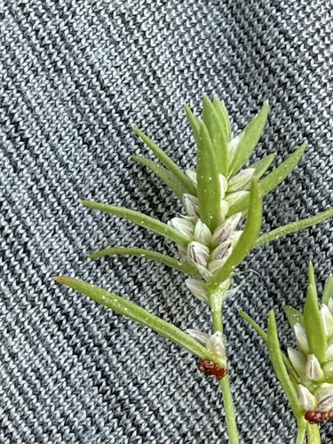 iNaturalist observation photo of Milkwort Knotweed