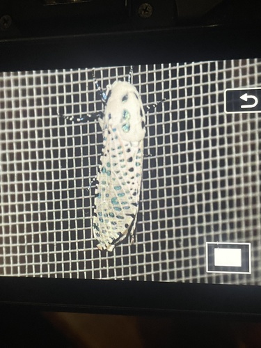 Wood Leopard Moth