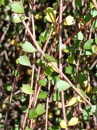 Hoheria angustifolia, photograph 1