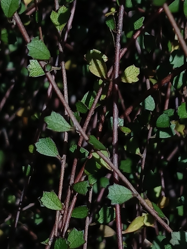 Hoheria angustifolia, photograph 2