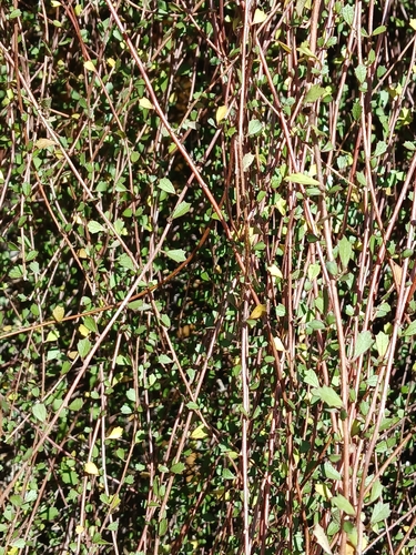 Hoheria angustifolia, photograph 3