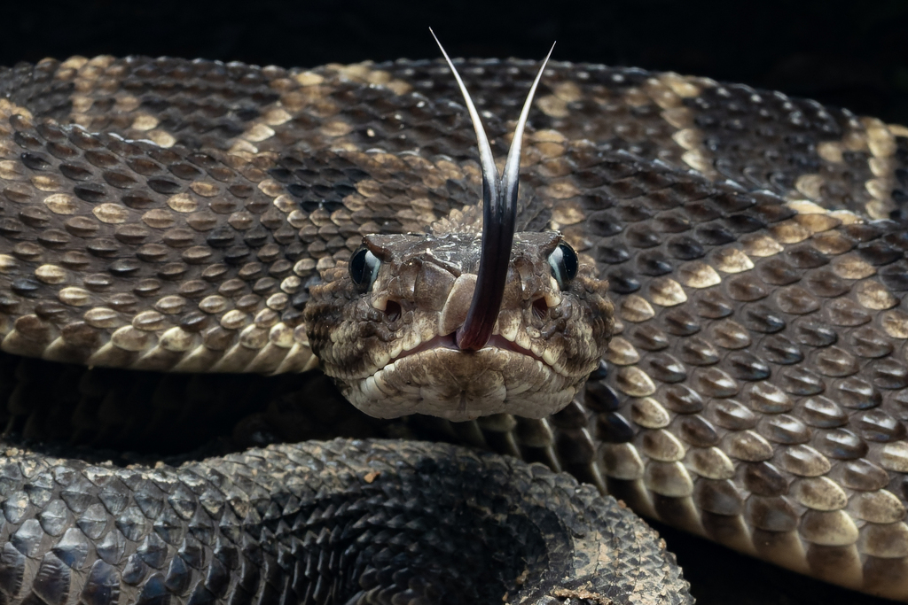 Neotropical Rattlesnake