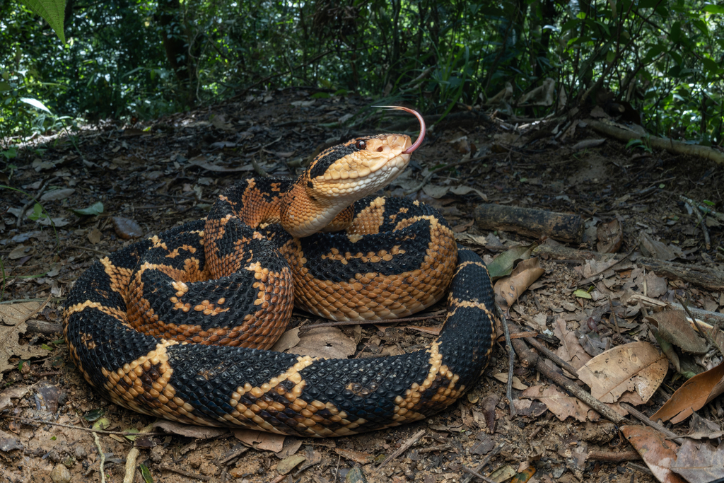 Atlantic Forest bushmaster