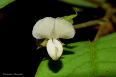 Pleurolobus gangeticus