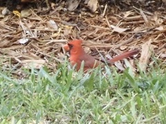 Cardinalis cardinalis