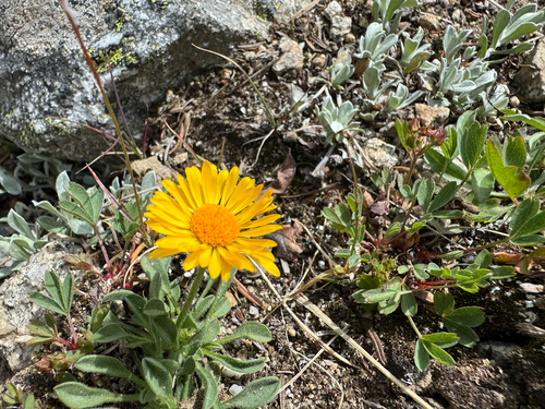 Erigeron aureus, photograph 5
